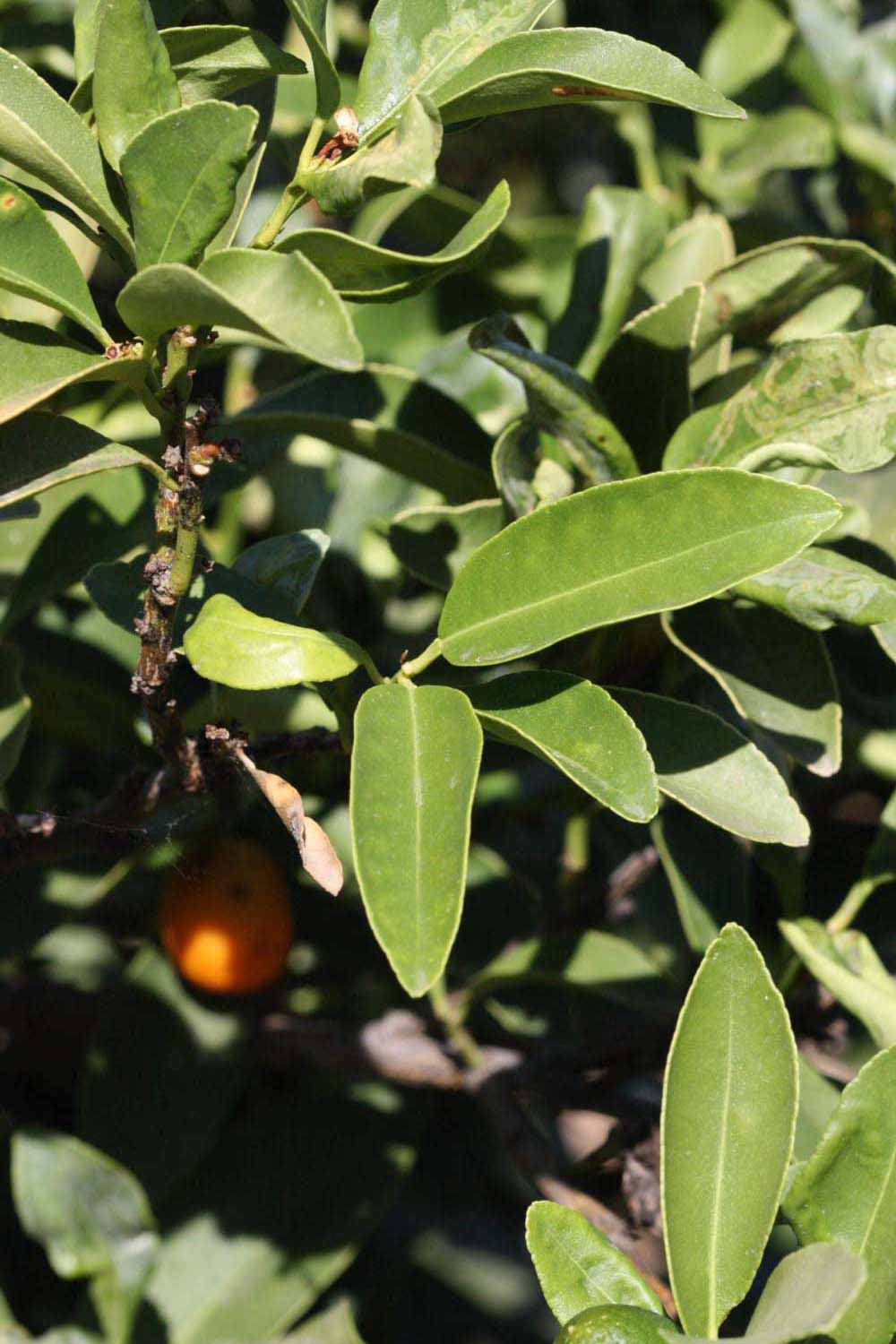              Sun leaves (Riverside, CA)       